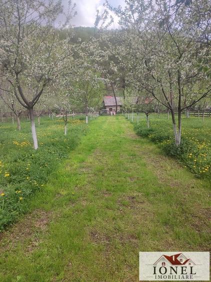 Vanzare teren 4544 mp in Almasu Mare - 4