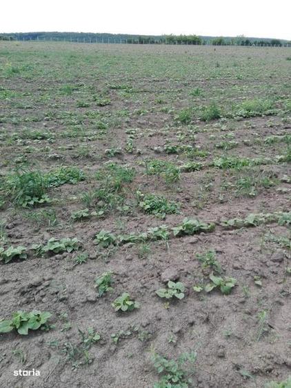 3,5 ha teren Vaculesti - 2