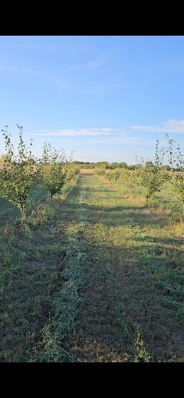 Casa + Teren cu livada de vanzare | Ibrianu, DB - 7