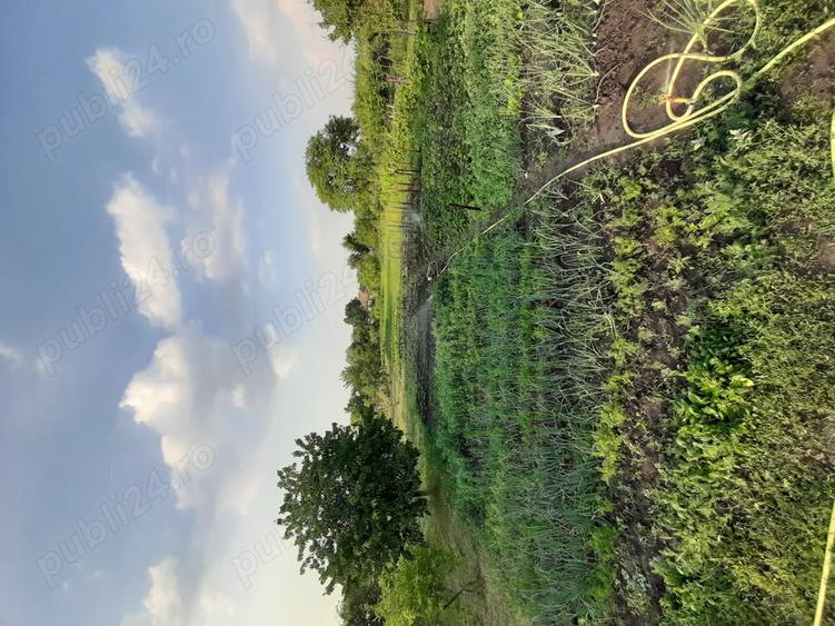 Teren 2000 mp cu front lat, + casa Biharkeresztes - 3