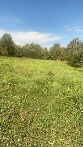 Teren intravilan 80 ari cu posibilitate de parcelare, Ardusat - 1