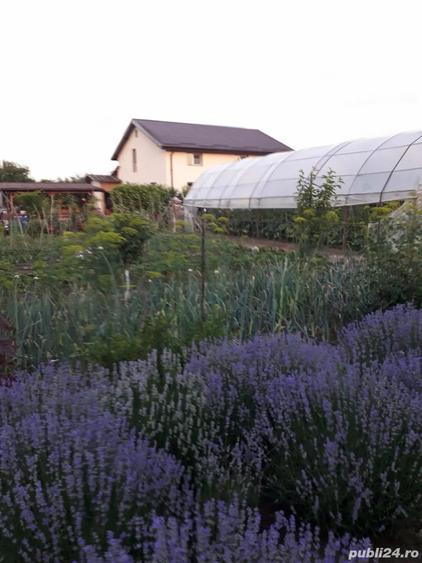 Casa spa?ioasa P+M de vanzare Sat Bila, jud. Giurgiu (40 km de Bucure?ti) - 5