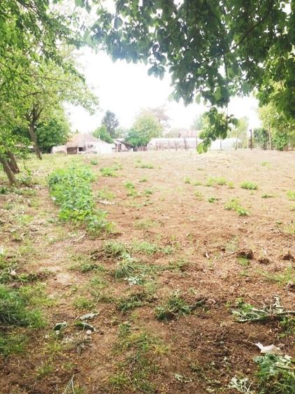 Lipia 10 minute Snagov - 2