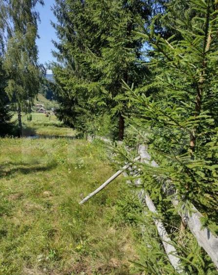 Teren 30 ari cu padure si faneata in Lunca Ilvei - 3