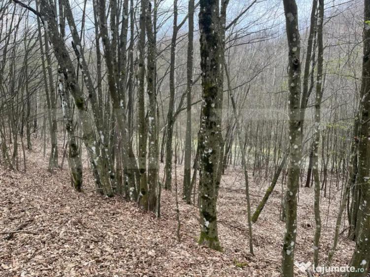 Teren extravilan de vanzare, 3.5 ha padure + pasune in Comun - 4