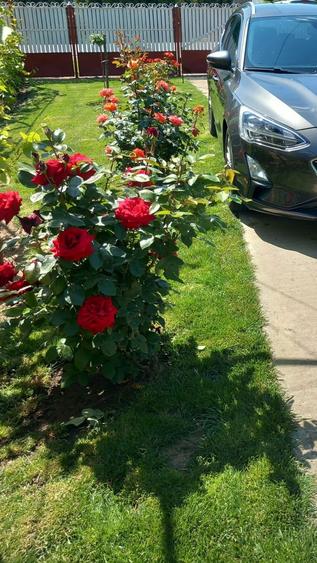 Casa de vanzare Gradistea, Ilfov - 6