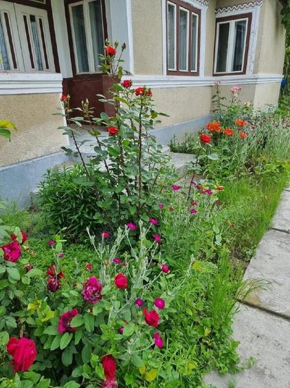 Proprietar unic vând direct, casă/gospodărie completă în comuna Adâncata, IL - 10