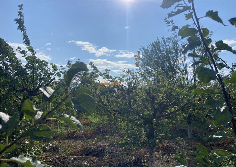 Casa cu teren intravilan in Suraia ,situata in zona centrala - 4