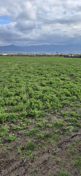 Teren extravilan 5100 m2 - 6