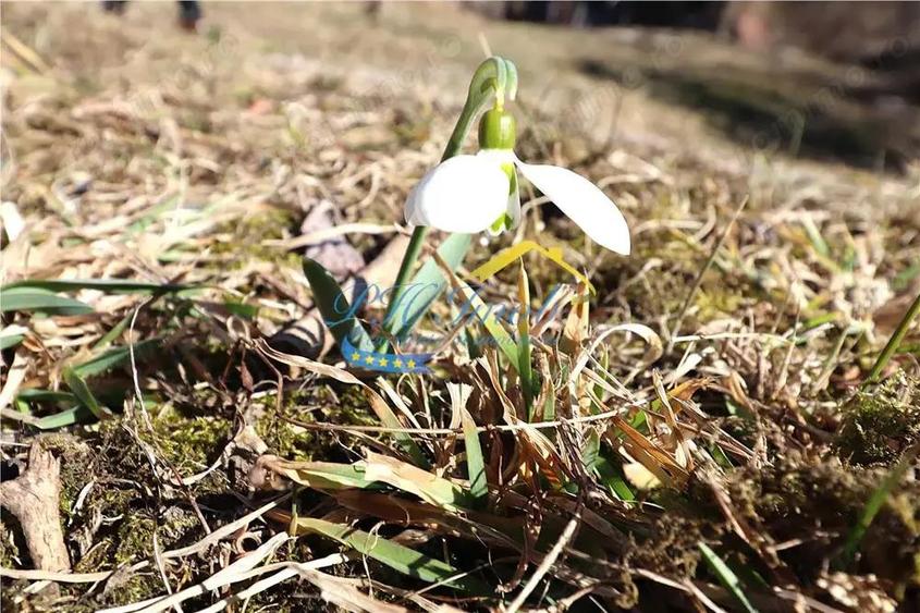 Teren de vanzare Breaza Frasinet, Prahova - 4