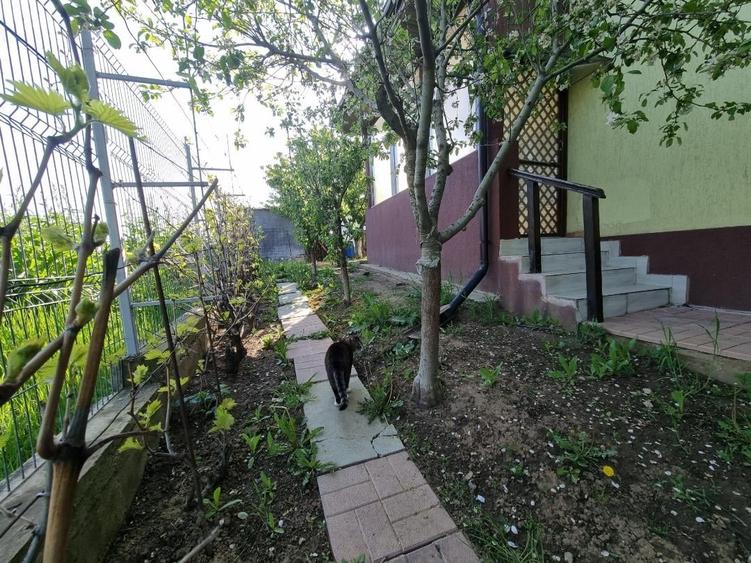 Branesti - Pasarea - 2