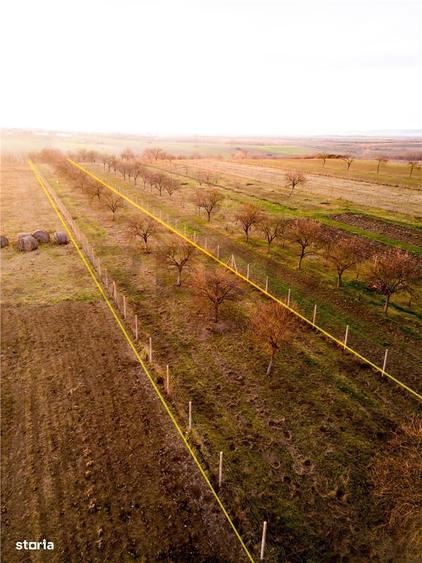 RECO Teren intravilan pentru loc de casa 5342 mp- sat.Hotar - 1