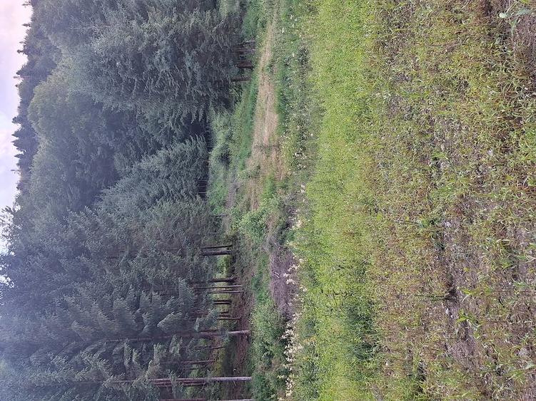Teren de vanzare in zona de munte - 2
