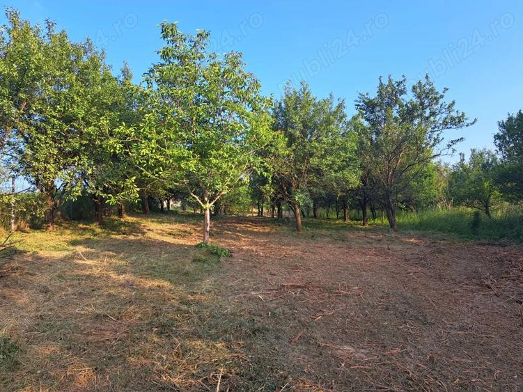 Casa cu anexe gospodaresti si teren aferent, 36 ari. - 5