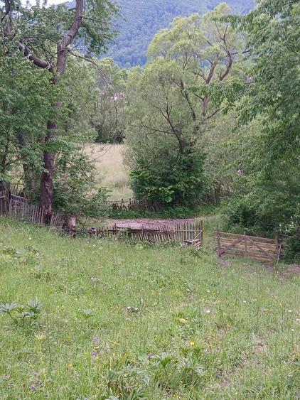 Vand Teren (Valea Doftanei) - 5