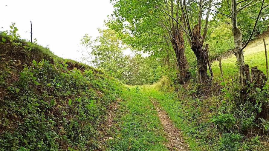 Teren extravilan de 1050mp, Bulz - 2