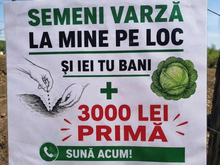Ofer 3000 lei plus teren pentru cultivarea verzei! - 1