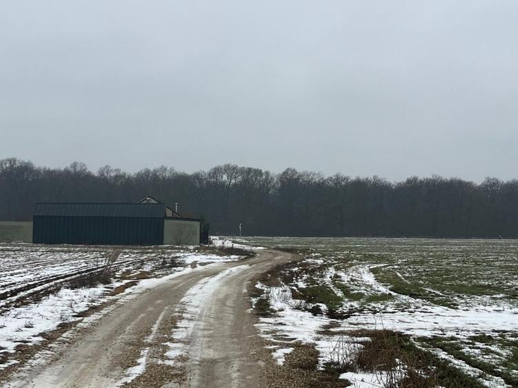 Teren de vanzare ciolpani padurea scrovistea - 4