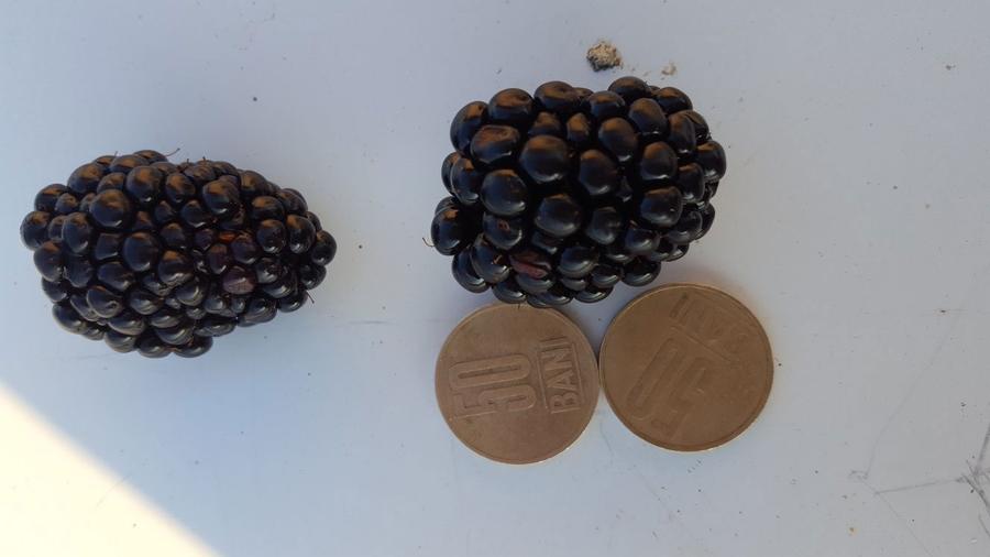 URGENT ..Teren agricol Ferma de mure , zmeura si pomi fructiferi - 2