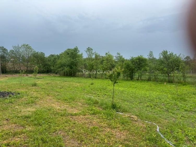Vând teren 1050m² in Petrovaselo ( Recas ) 19900