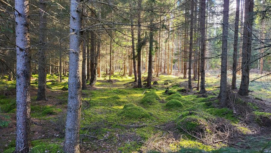 Teren de vanzare Saru Dornei 2euro / mp - 5