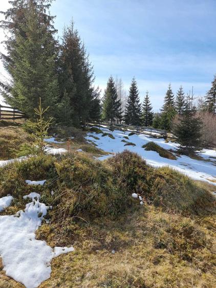 Vand Teren in sat Maguri, com. Maguri Racatau - 1