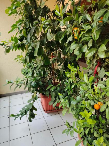 casa superba, zona linistita, accesibil, cu mansarda locuibila de 100mp. - 47