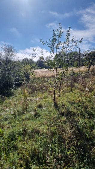 Vand salas in comuna Sichevita - 2