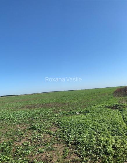 Afumati  Suprafata  teren 12,8 Hectare(3eur/mp) - Zona  Doraly A0 Teren  5000mp