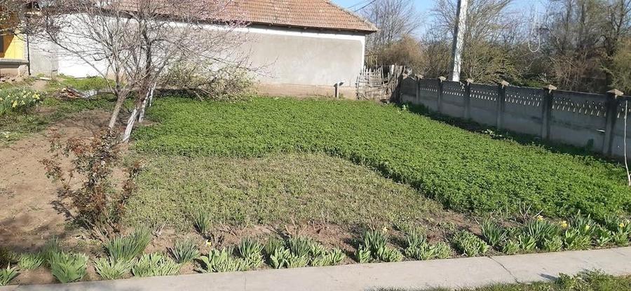 Casa la tara cu teren curte mare - 4