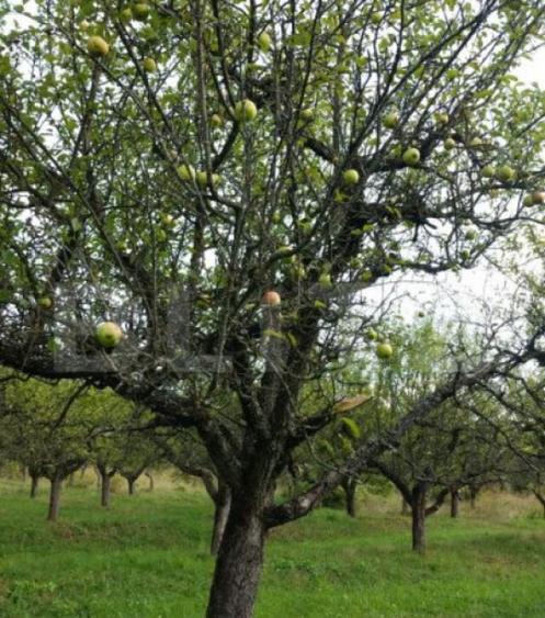 1.07 Ha in Slatinita - 1