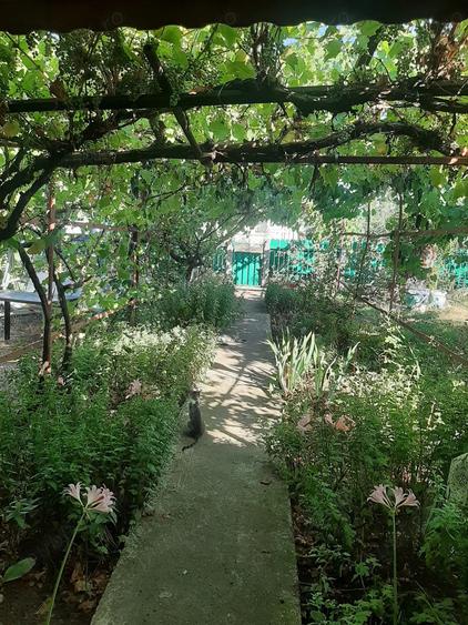 Jude?ul Buzau com Glodeanu Sili?tea sat COTORCA, casa batrineasca din caramida 3465m - 5