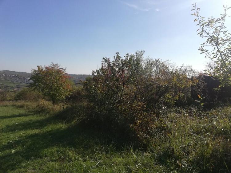 Teren 1 ha terasat, la Saldabagiu de Munte - 2