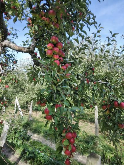 Vand teren, parte livada-parte intravilan. - 6