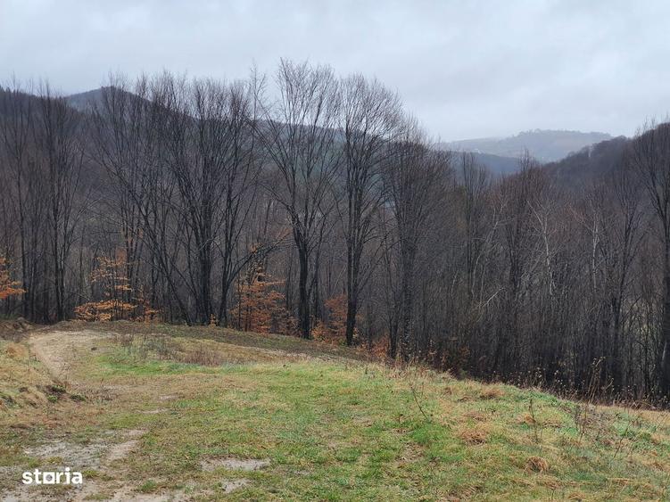 Teren Poiana Marului pretabil investitie 5 euro/mp - 1
