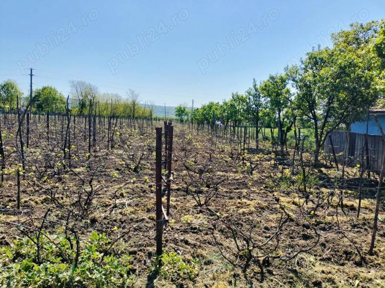 PERSOANA FIZICA!Casa batraneasca cu teren si livada,sat Macaresti, com Prisacani iasi - 3