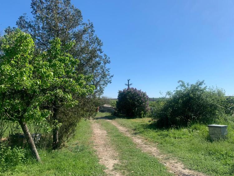 Fermă de vânzare - DN3 - 84m deschidere - 30