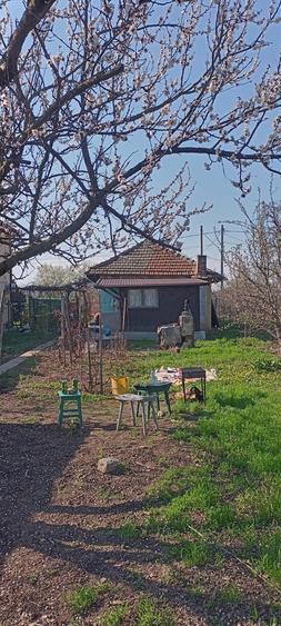 Lilieci Ialomita - 3