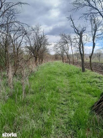 Teren de vanzare in Vaidei - 8
