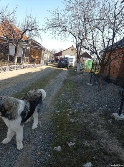 Casa locuibila, cu vie ?i livada - 5