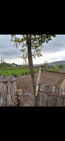 Vand loc de casa sat ijdileni - 1