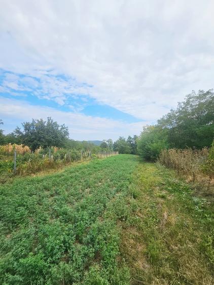 Teren intravilan, cu priveliște– Vălenii de Munte - 14