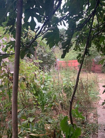 Voluntari  Vanzare Teren 1400mp cu casa batraneasca - 3