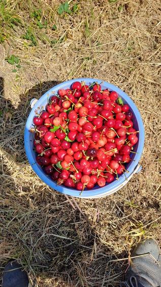 Vand casa su gradina , Baiceni , Judetul Iasi - 4