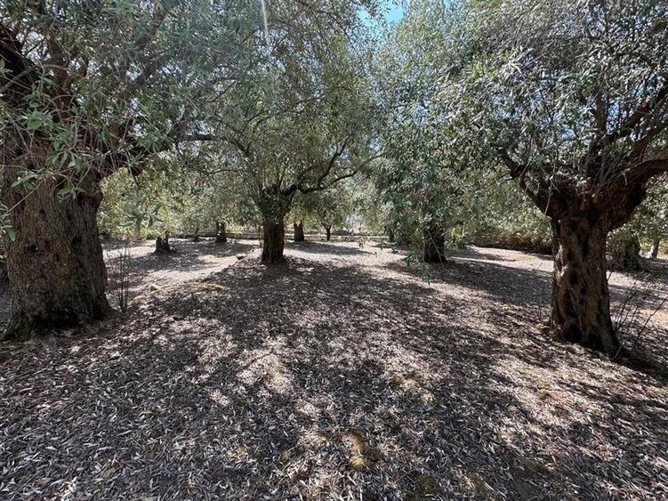 Teren intravilan pe insula Thassos, aproape de plaja salbatica - 5