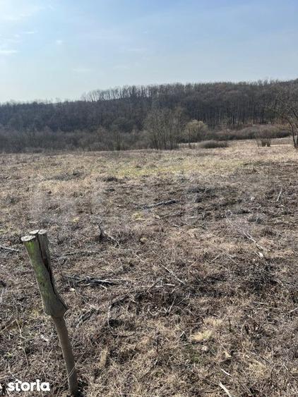 Teren intravilan de vanzare, 9783 mp, Paleu zona Iacului - 4