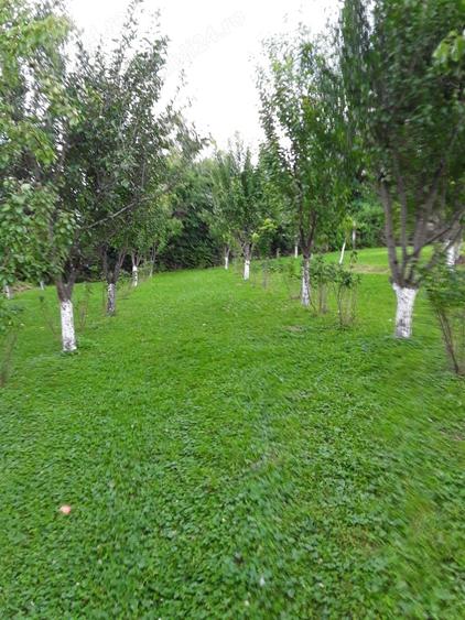 Teren de 1500 mp, în Țerova