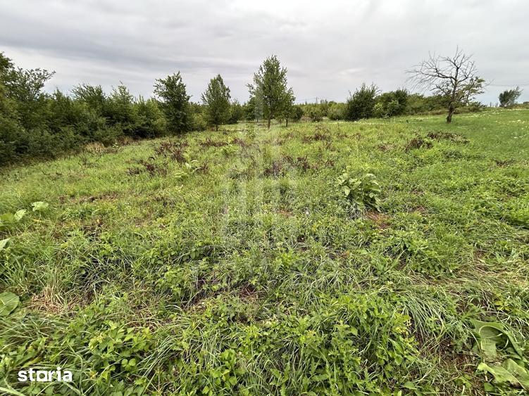 Teren intravilan de vanzare in Daia Noua 1.000 mp - 1
