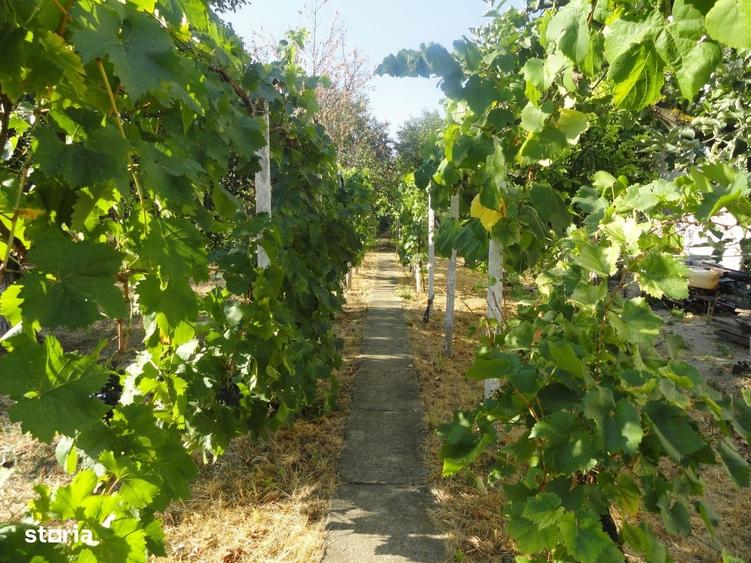 Casă cu 4 camere cu Teren 1278 Mp în Micălaca