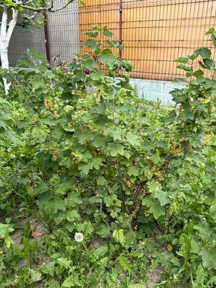 Casă individuală cu 4 camere cu Canalizare în Plopi